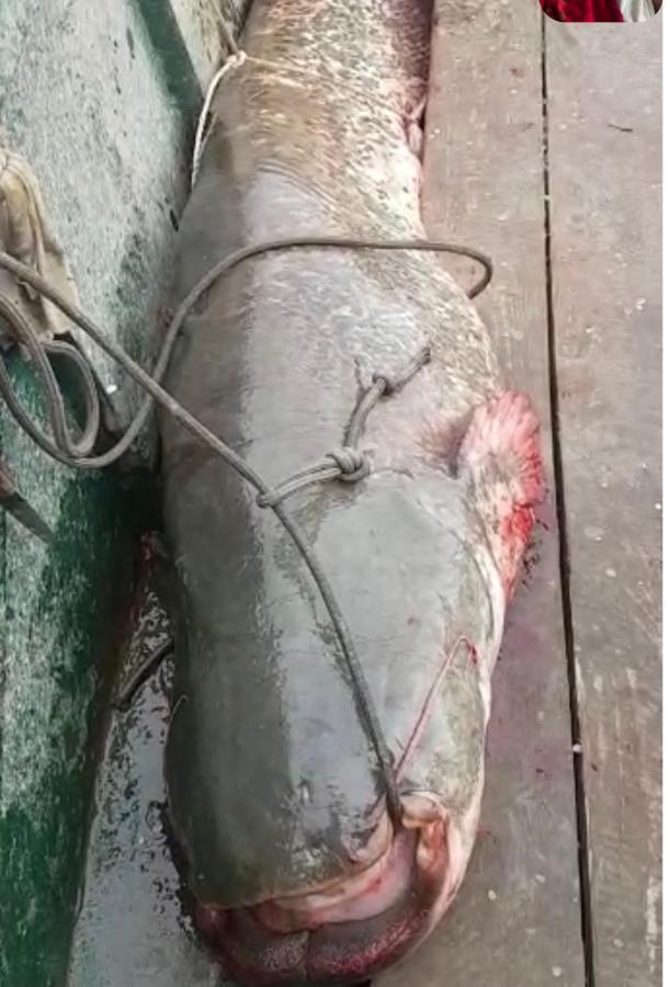 Smestaj Zeka Tekija Tekija  Екстериор снимка